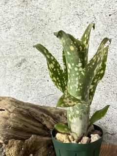 Billbergia ビルベルギア - Frontier Plants ONLINE STORE