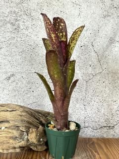 Billbergia ビルベルギア - Frontier Plants ONLINE STORE