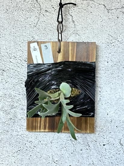現品】ビカクシダ・ウィリンキー・O. M. G. 胞子培養 P 現品】ビカクシダ・ウィリンキー・O. M. G. 胞子培養 P