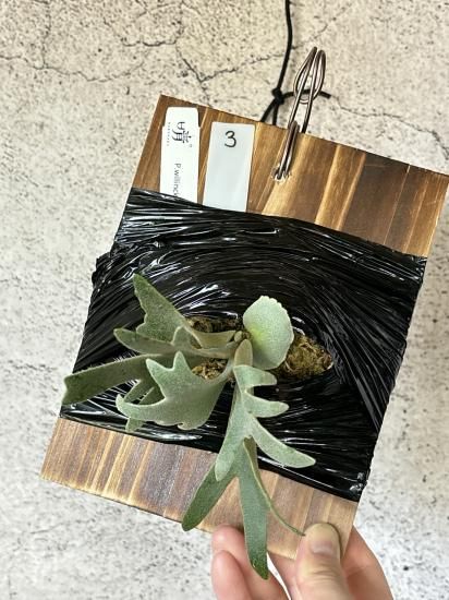 現品】ビカクシダ・ウィリンキー・O. M. G. 胞子培養 P 現品】ビカクシダ・ウィリンキー・O. M. G. 胞子培養 P