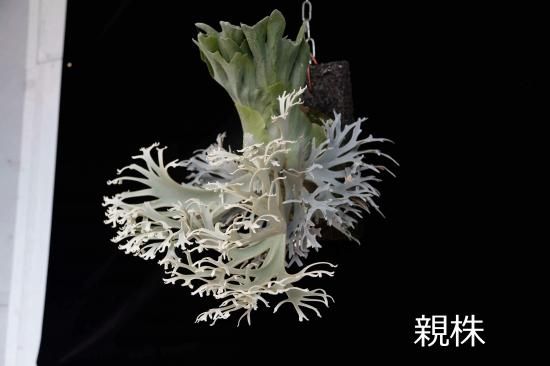 veitchii limited second 胞子培養株③ (P.willinckii OMG 胞子 veitchii limited second 胞子培養株③ (P.willinckii OMG 胞子