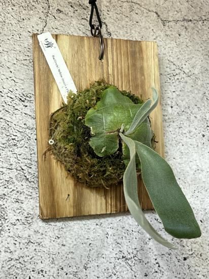 ビカクシダ　ウィリンキー P. willinckii 'Blue Queen' ビカクシダ ウィリンキー 'ブルー