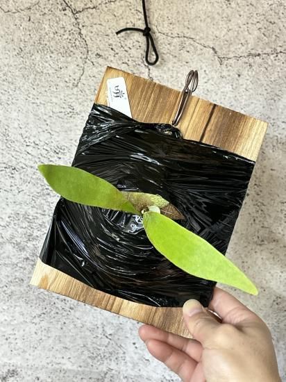 現品】ビカクシダ・エスエスフーン P. SSFoong OC - Frontier Plants