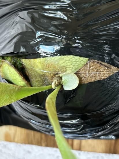 現品】ビカクシダ・エスエスフーン P. SSFoong OC - Frontier Plants