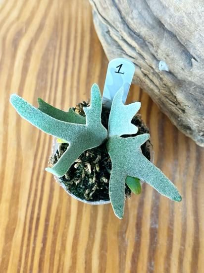 現品】ビカクシダ・イエロームーンドワーフ 胞子培養 P. Yellow Moon