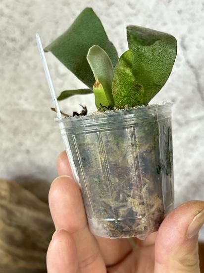 現品】ビカクシダ・パールクイーン x ゼロ 胞子培養 P. Pearl Queen