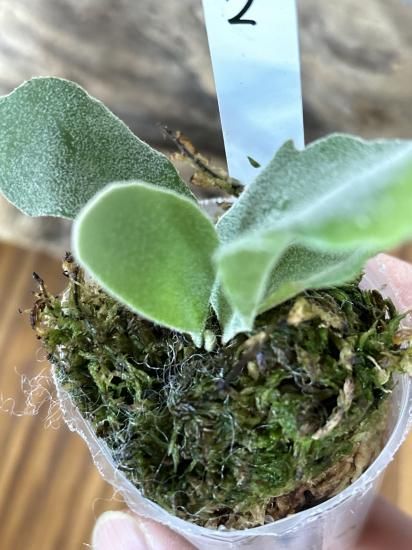 現品】ビカクシダ・パールクイーン x ゼロ 胞子培養 P. Pearl Queen