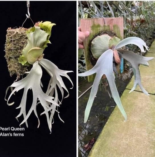 現品】ビカクシダ・パールクイーン 胞子培養 P. Pearl Queen