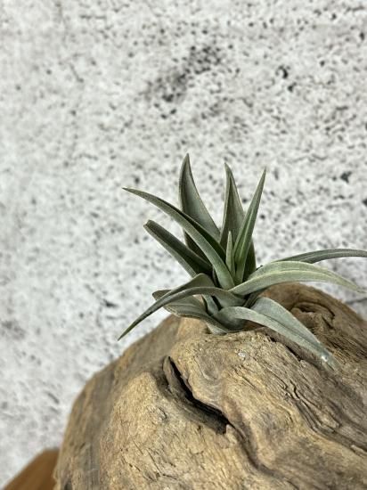 Tillandsia Barfussii 速達発送 Tillandsia Barfussii 速達発送 Tillandsia Barfussii 速達発送