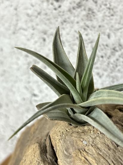 Tillandsia Barfussii 速達発送 Tillandsia Bulbosa Tiny Dancer 速達発送 BulbosaTinyDancer_2