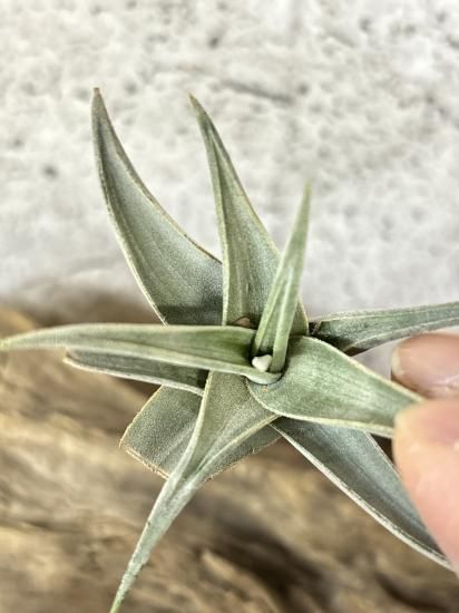 Tillandsia Barfussii 速達発送 Tillandsia Bulbosa Tiny Dancer 速達発送 BulbosaTinyDancer_2