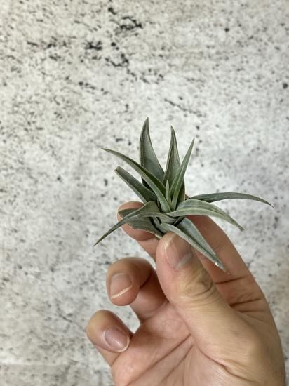 Tillandsia Barfussii 速達発送 Tillandsia Barfussii 速達発送 Tillandsia Barfussii 速達発送