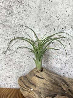 大型種 - Frontier Plants ONLINE STORE フロンティアプランツ