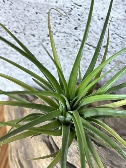 チランジア ハーベストムーン 観葉植物