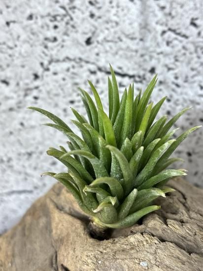 海外通販サイト ブランド 現品】チランジア・イオナンタ・マヤンテンプル T. ionantha ブロメリア・エアープランツ
