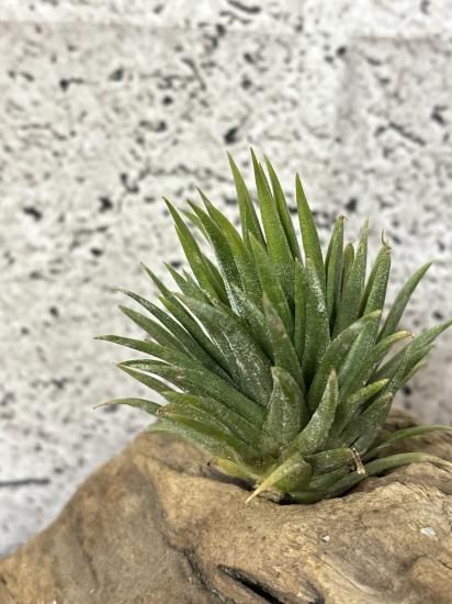 現品】チランジア・イオナンタ・マヤンテンプル T. ionantha Mayan