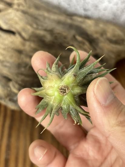 現品】チランジア・イオナンタ・マヤンテンプル T. ionantha Mayan