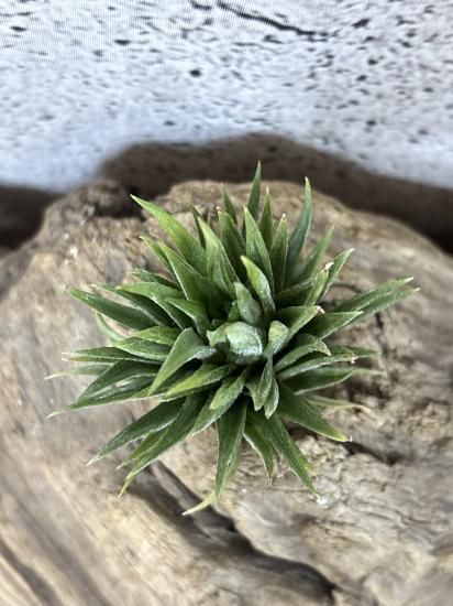 Tillandsia Ionantha Mayan Temple 速達発送 Ionantha 'Mayan Temple' *NEW WORLDWIDE RELEASE!* – Air Plant Hub