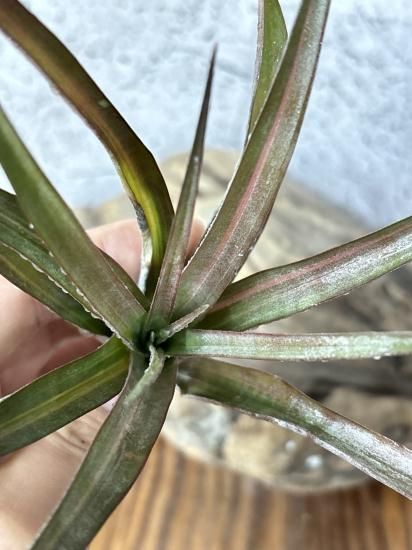 Tillandsia Orange Rainbow 送料無料 Tillandsia Orange Rainbow ( capitata Orange Variegated
