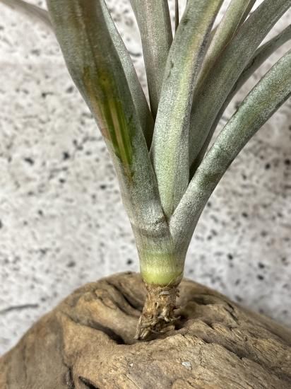 現品】チランジア・オレンジレインボー T. Orange Rainbow