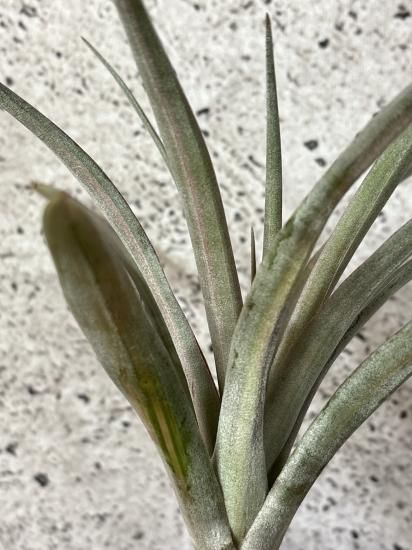 Tillandsia Orange Rainbow 送料無料 Tillandsia Orange Rainbow ( capitata Orange Variegated