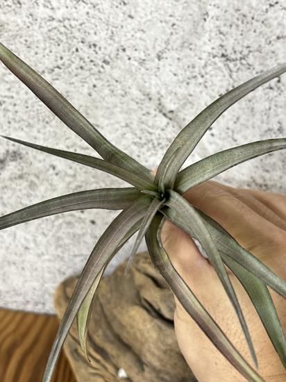 Tillandsia Orange Rainbow 送料無料 珠玉の斑入りティランジア・オレンジレインボー Tillandsia