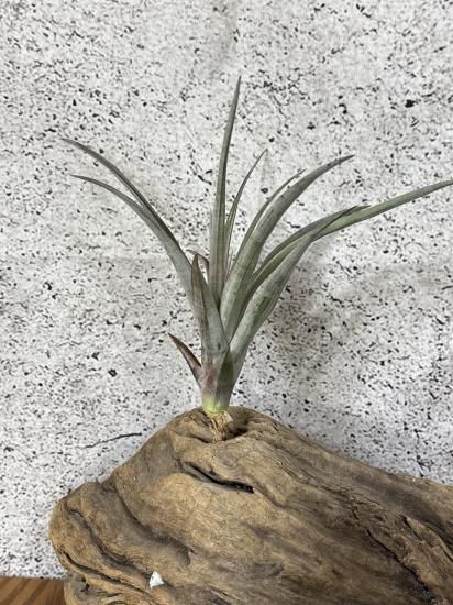 Tillandsia Orange Rainbow 送料無料 現品】チランジア・オレンジレインボー T. Orange Rainbow (capitata