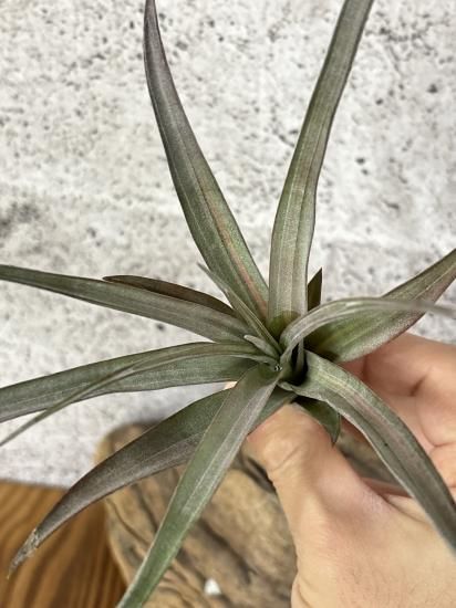 Tillandsia Orange Rainbow 送料無料 珠玉の斑入りティランジア・オレンジレインボー Tillandsia