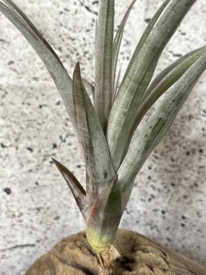 Tillandsia Orange Rainbow 送料無料 珠玉の斑入りティランジア・オレンジレインボー Tillandsia