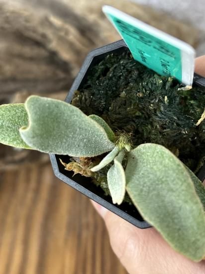 現品】ビカクシダ・ドワーフFSQ 子株 Platycerium Dwarf FSQ 現品】ビカクシダ・ドワーフFSQ 子株 Platycerium Dwarf FSQ