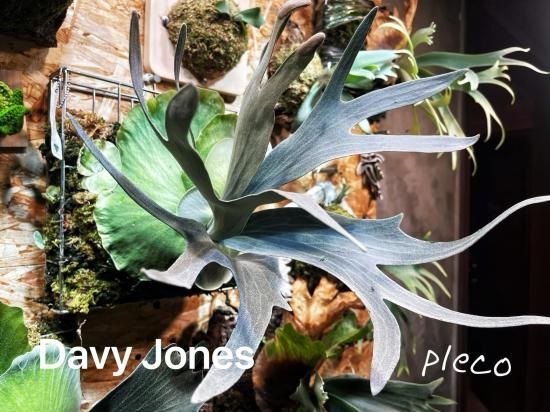 ビカクシダ P.vassei 親株