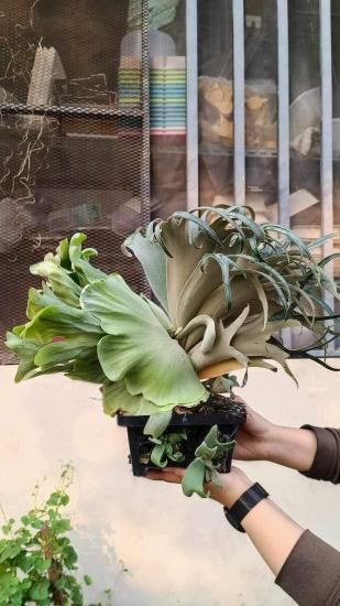 ビカクシダ ウィリンキー willinkii NooK spore 親株 ビカクシダ ウィリンキー willinkii NooK spore 親株