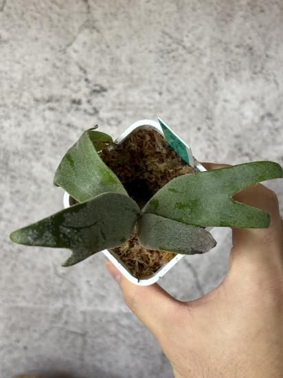 ウィリンキー　ASW01 15株　胞子培養　ビカクシダ　platycerium ウィリンキー ASW01 15株 胞子培養 ビカクシダ platycerium
