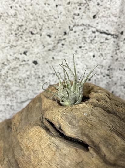 Tillandsia Heubergeri var Gigantea 速達発送 Tillandsia Heubergeri var Gigantea 速達発送 Tillandsia heubergeri