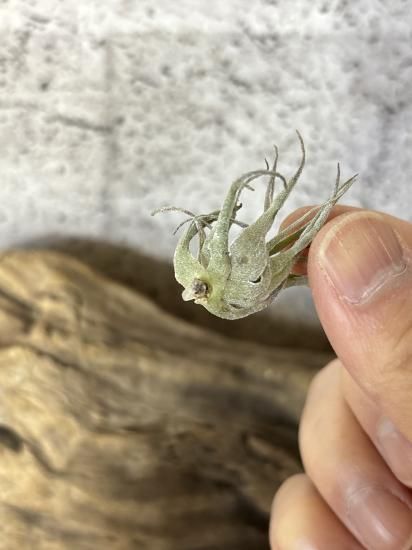 現品】チランジア・へウベルゲリ T. heubergeri 【1】 - Frontier