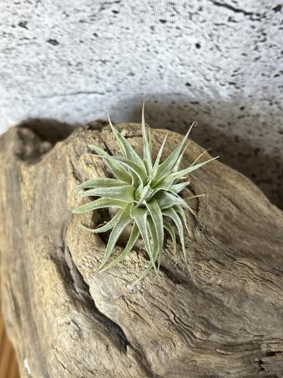 現品】チランジア・ロゼイフローラ T. roseiflora - Frontier