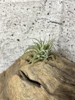 超希少❗️チランジア　ヒルダエ✨ 希少種 Rare - Frontier Plants ONLINE STORE フロンティア