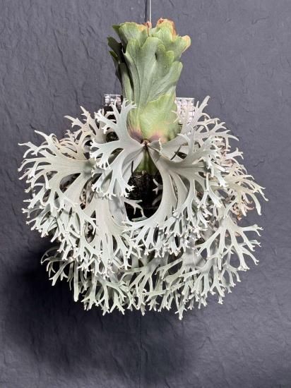 現品】ビカクシダ・月神（アイスン） スポア P. Aysun Sporeling【4