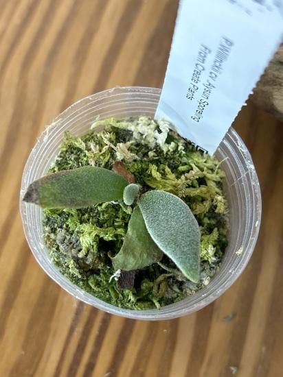 現品】ビカクシダ・月神（アイスン） スポア P. Aysun Sporeling【4