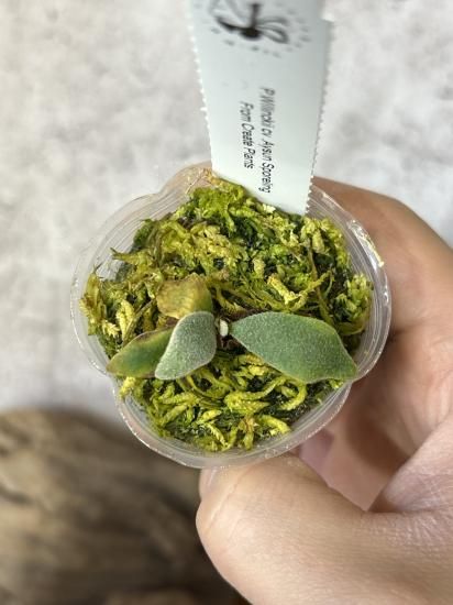 現品】ビカクシダ・月神（アイスン） スポア P. Aysun Sporeling【7