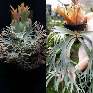 Platycerium ビカクシダ - Frontier Plants ONLINE STORE