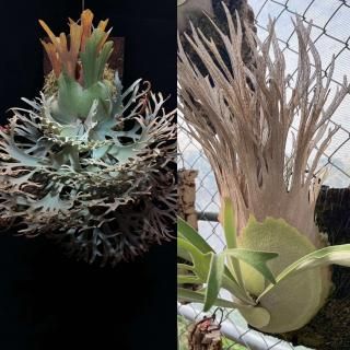 ビカクシダ YO YMDs ーーーーーーーーーーーーーーーーーーーーーーーーーーー