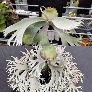 P.Stitch X-626　ビカクシダ Yahoo!オークション - [gecko_plants)]P.X-626 stitch(FSQ