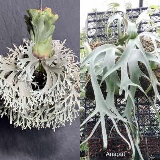 ビカクシダ P. willinckii Aysun'月神' sporeling(🌕Aysun 月神 ビカクシダ P. willinckii Aysun'月神' sporeling(🌕Aysun 月神