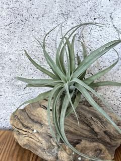 大型種 - Frontier Plants ONLINE STORE フロンティアプランツ