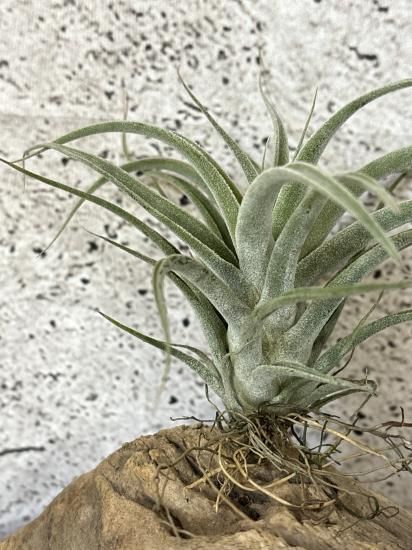 現品】チランジア・ベアコレアレxルシール T. Bea correale x Lucille