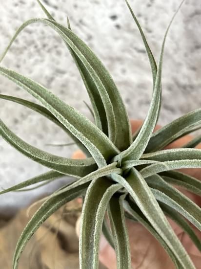 現品】チランジア・ベアコレアレxルシール T. Bea correale x Lucille