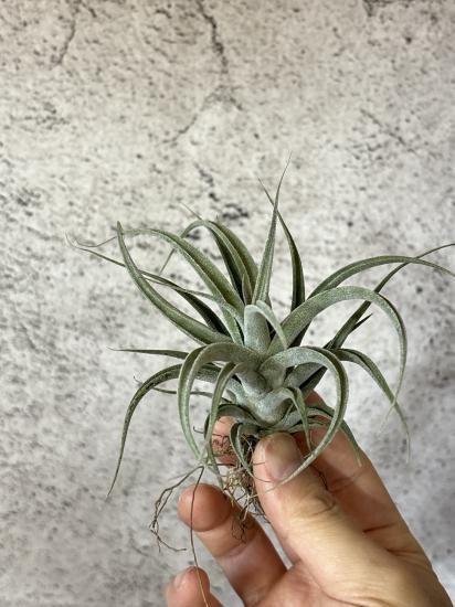 チランジア ハリシー × ベアコレアーレ ベアコレアーレ（ストレプト