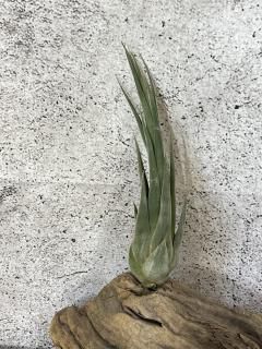 超希少❗️縞模様❗️サイズ特大❗️チランジア　ヒルダエ✨ 大型種 - Frontier Plants ONLINE STORE フロンティアプランツ