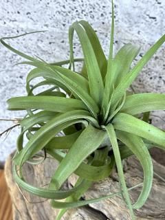 新入荷チランジア New Arrival Tillandsia - Frontier Plants 新入荷チランジア New Arrival Tillandsia - Frontier Plants